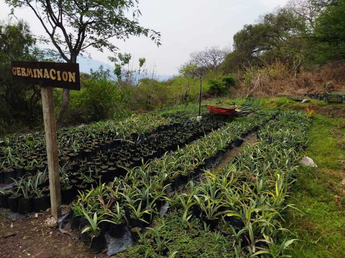 mezcal