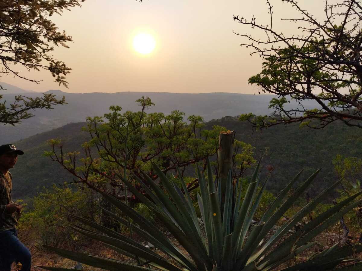 mezcal