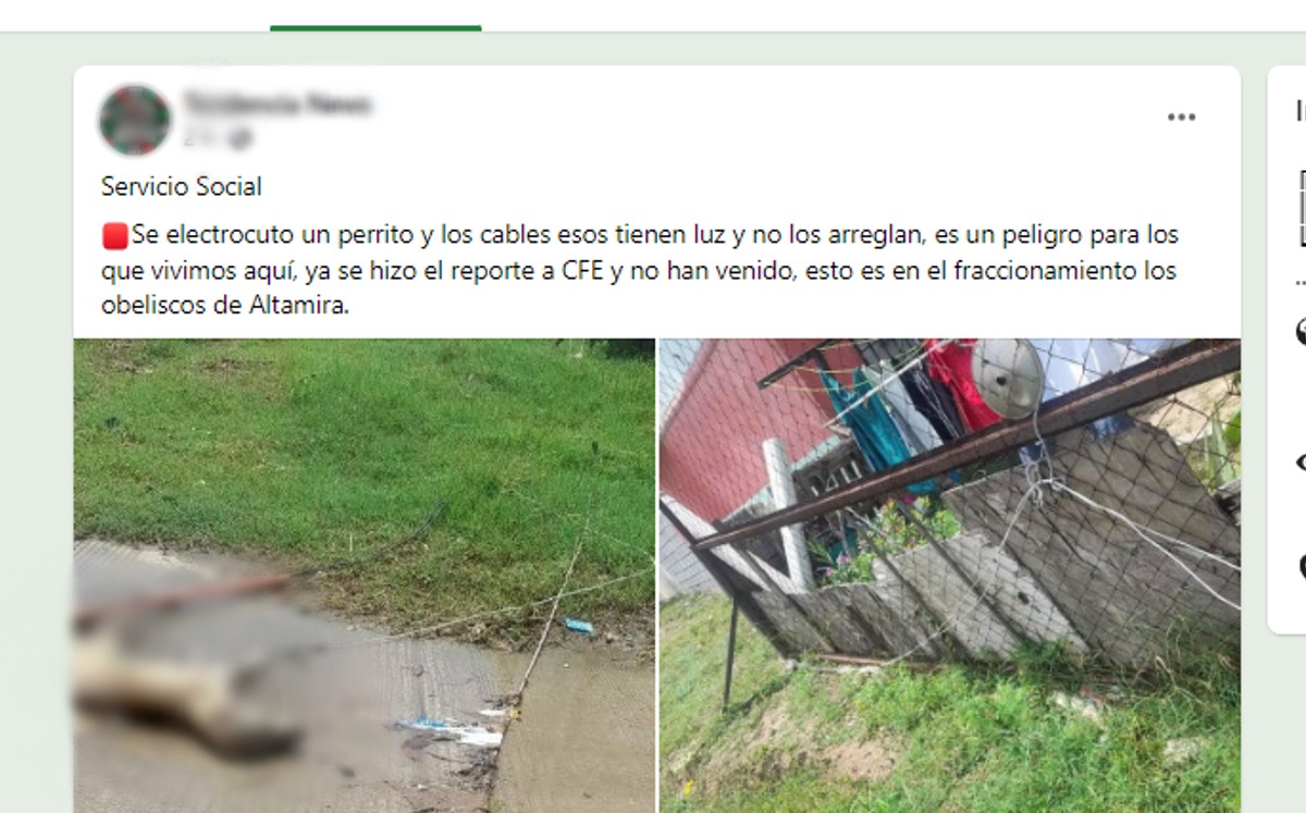 Perrito muere supuestamente electrocutado en Altamira