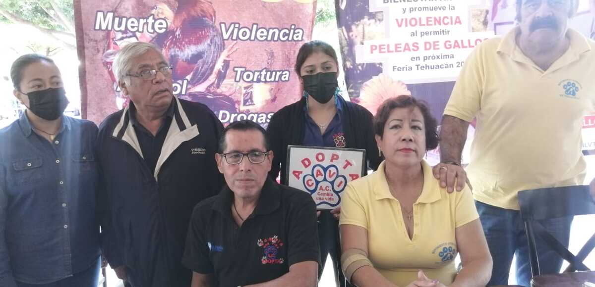 Asociaciones protectoras de animales piden al ayuntamiento suspender peleas de gallos | Especial