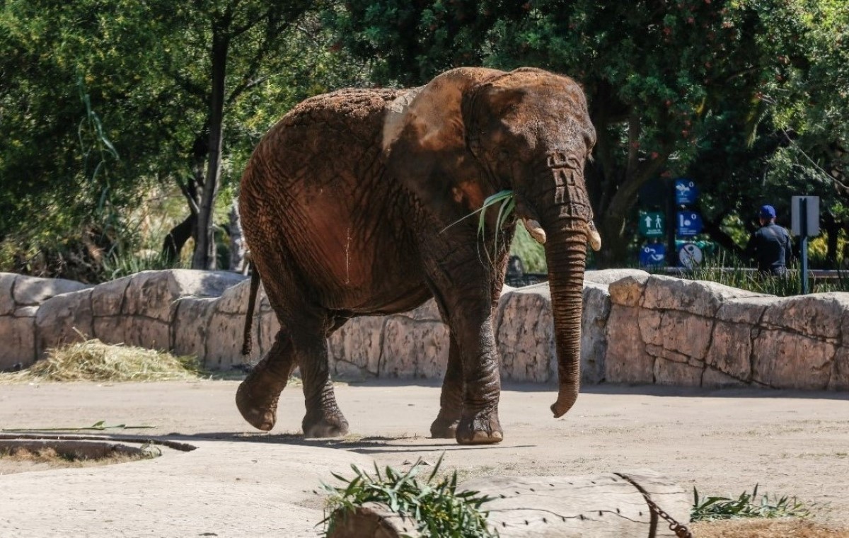 Elefanta africana, Ely, en Zoológico de Aragón