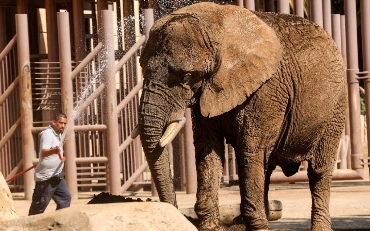 Elefanta africana, Ely, en Zoológico de Aragón