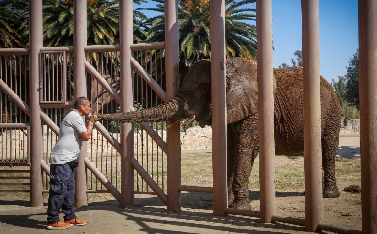 Elefanta africana, Ely, en Zoológico de Aragón