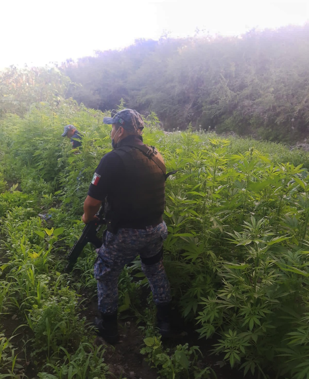 Incautaron un sembradío con aproximadamente 200 plantas, con alturas de entre 1 y 1.8 metros