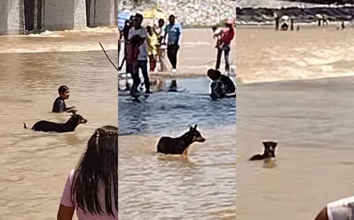 Perrito en el Río Nazas. (Cortesía)