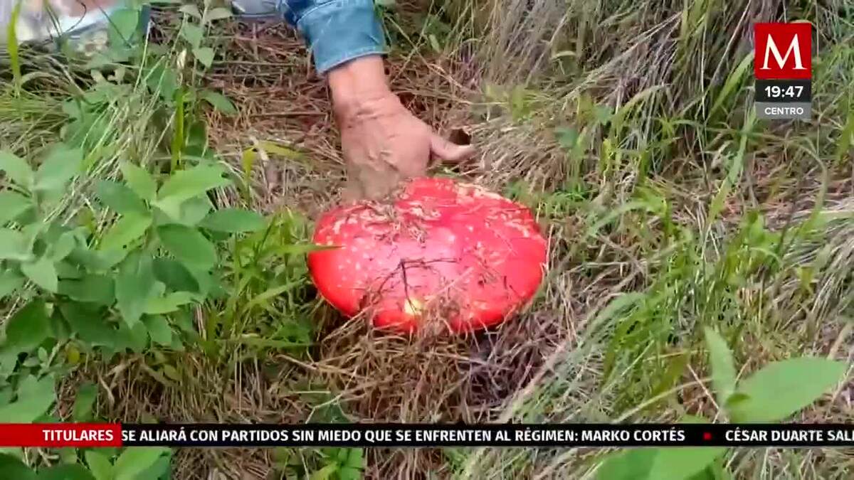 ¡Festín de los bosques! México ofrece diversidad en hongos silvestres