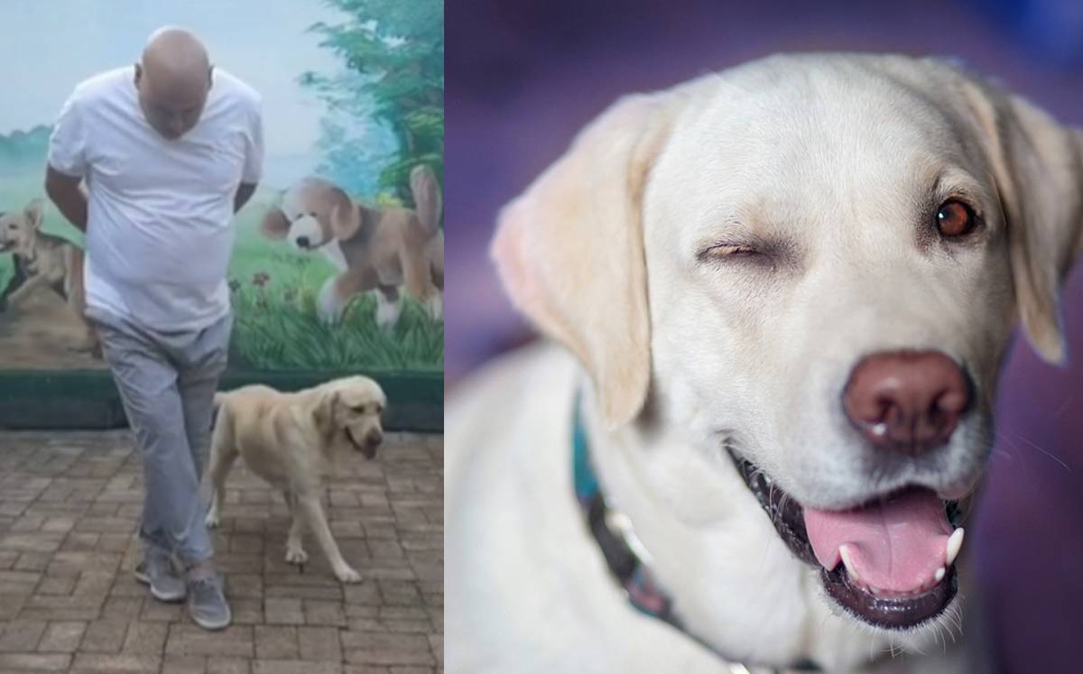 Este perrito se preparó para ser el chambelán perfecto| Especial