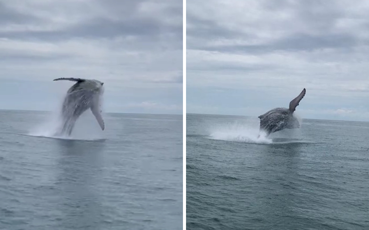 Un habitante de Huatulco captó a las ballenas mientras trabajaba. | Abundio Vázquez