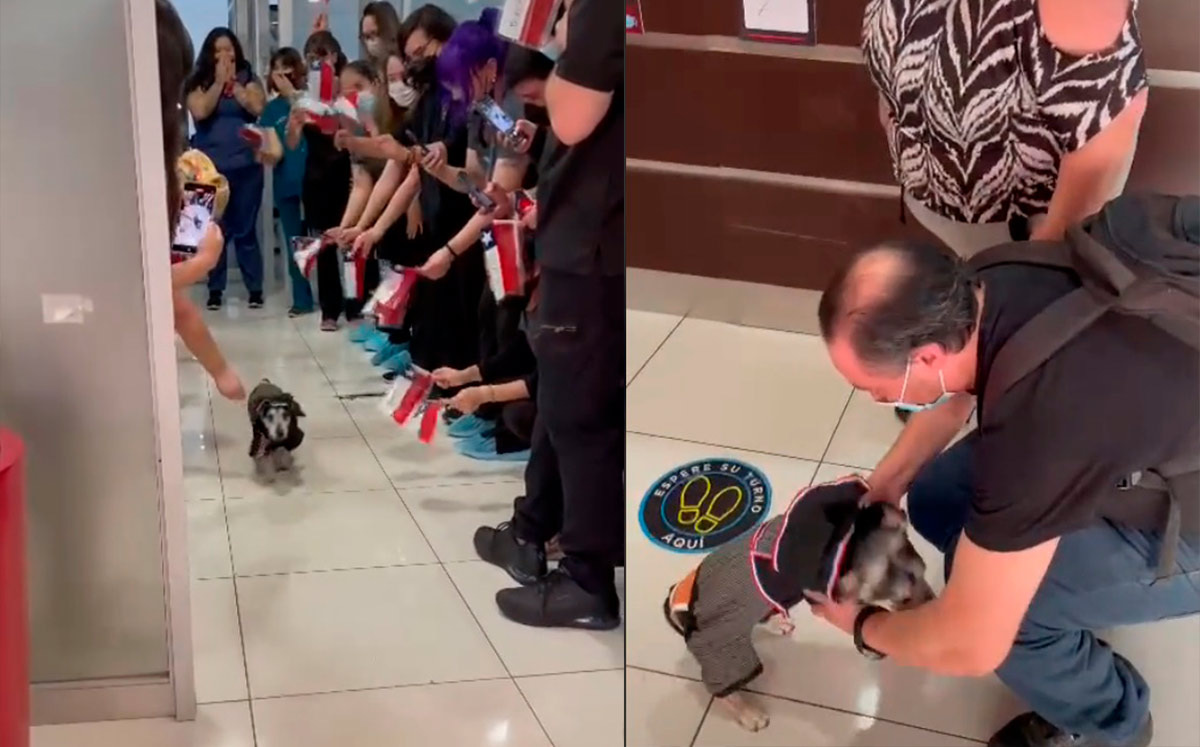 Perro sale triunfalmente tras estar 22 días internado | VIDEO