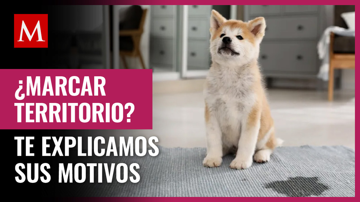 ¿Por qué los perros marcan territorio con orina?