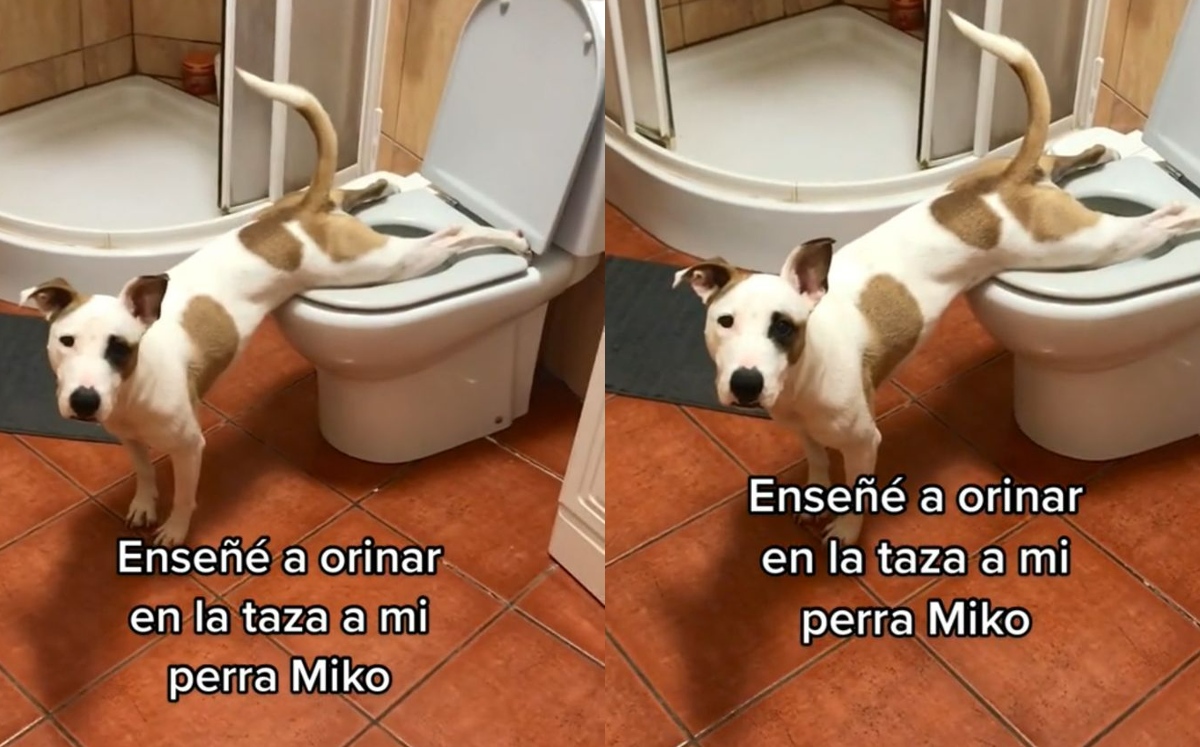Perrito Aprende A Hacer Pip En Taza Del Ba o Y Se Hace Viral Grupo 