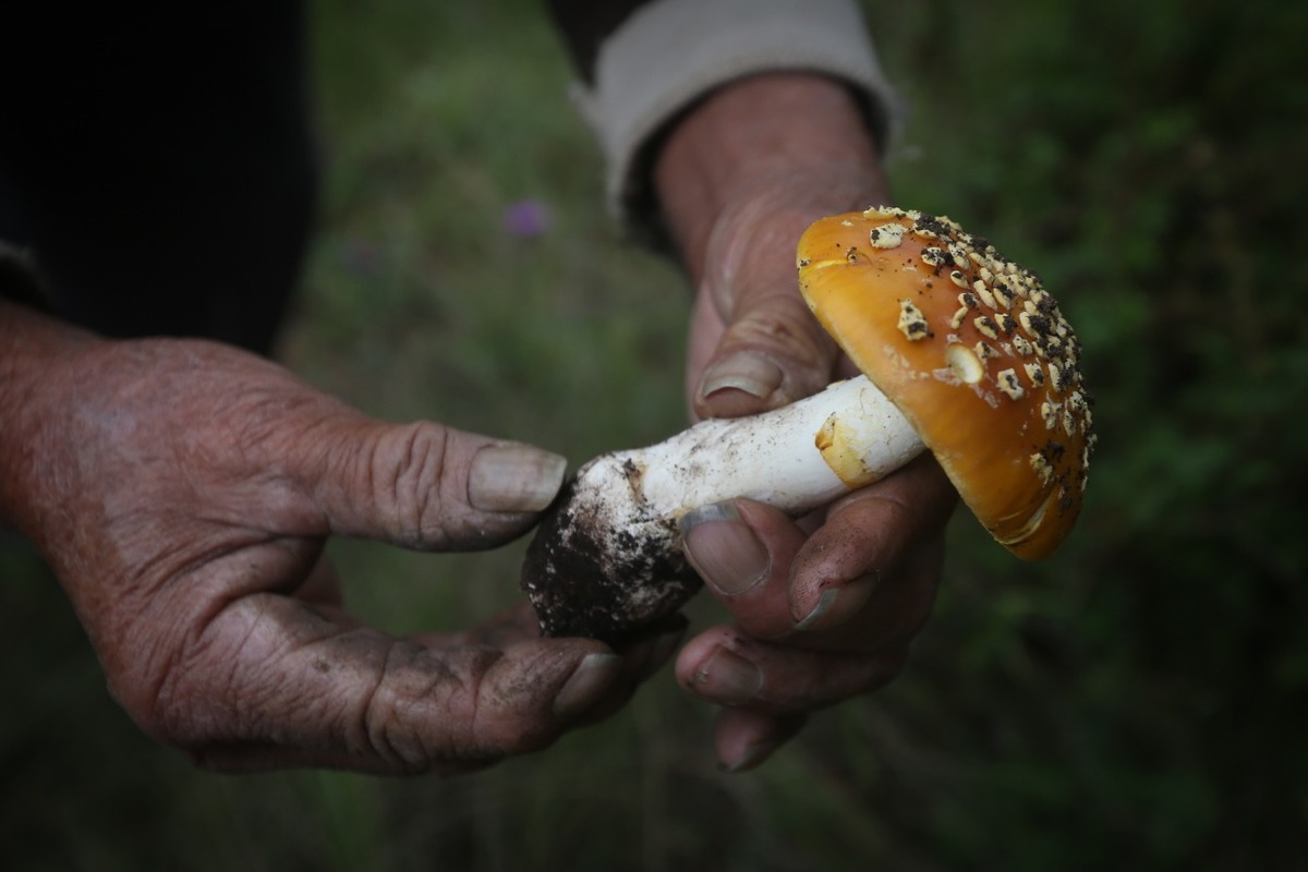 Colecta de hongos silvestres en Monte Tláloc. (Araceli López)