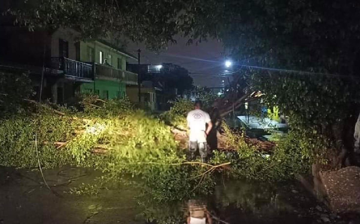 Lluvia derrumbó árboles en Tampico
