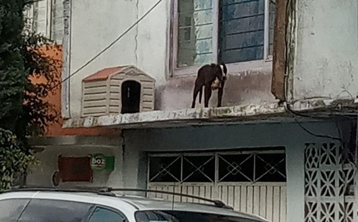 “Literal están en los huesos, se están muriendo de hambre". (Especial)
