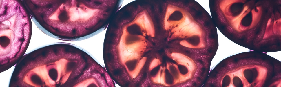 Tomate morado. | John Innes Centre
