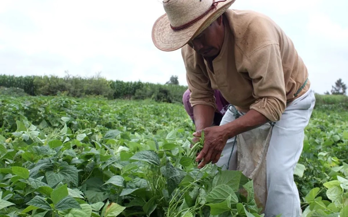 Productores del campo en México