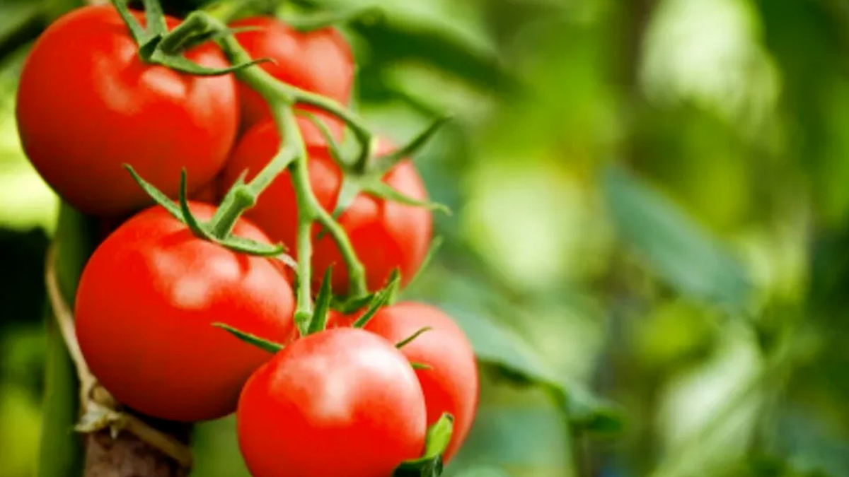 Reporta Sader superávit de 5 mil 141 mdd eb banana comercial agroalimentaria