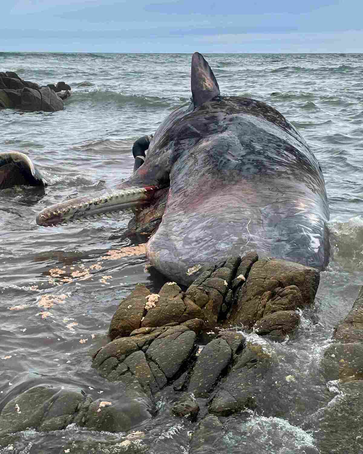 Las autoridades tenían previsto sobrevolar la zona para determinar si había otras ballenas en la zona. / AP
