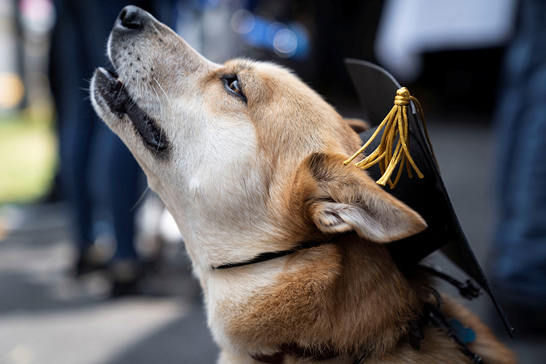 Los caninos concluyeron el 1er Taller de Introducción de Perros de Búsqueda y Rescate. |Reuters