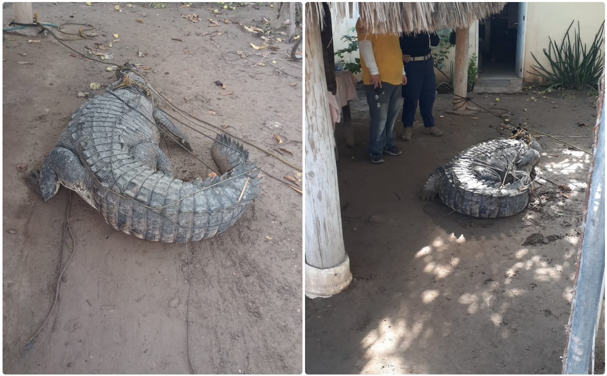 Lluvia provoca salida de cocodrilos en la zona sur de Tamaulipas