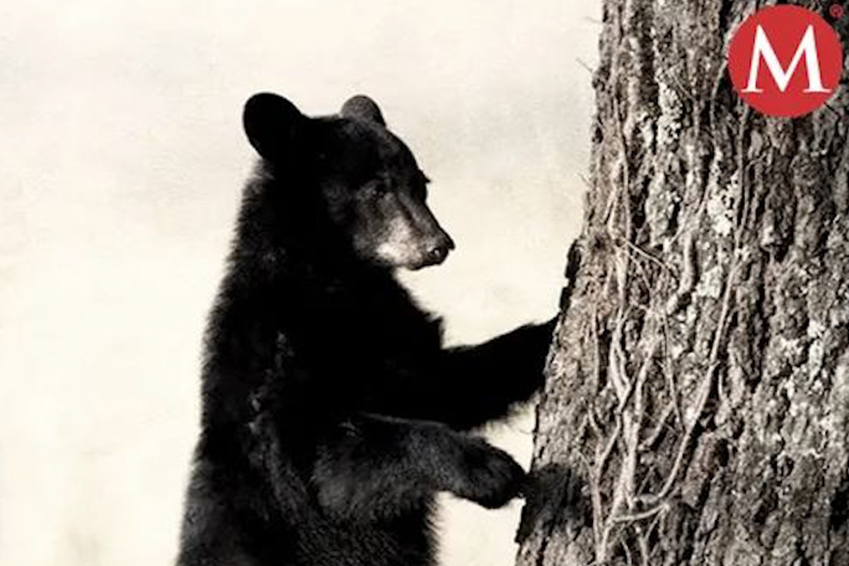 Profepa presenta denuncia penal por asfixia de oso negro en Coahuila