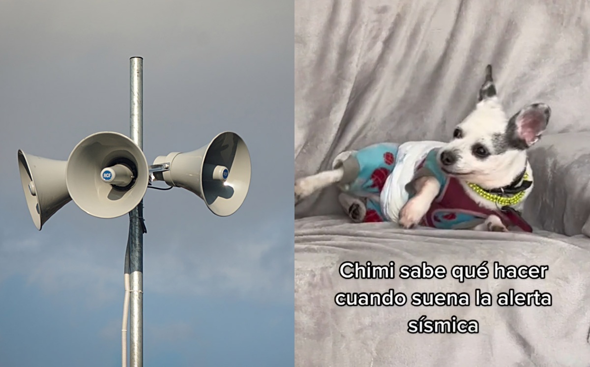Reacción de perrito al escuchar alarma sísmica se vuelve viral