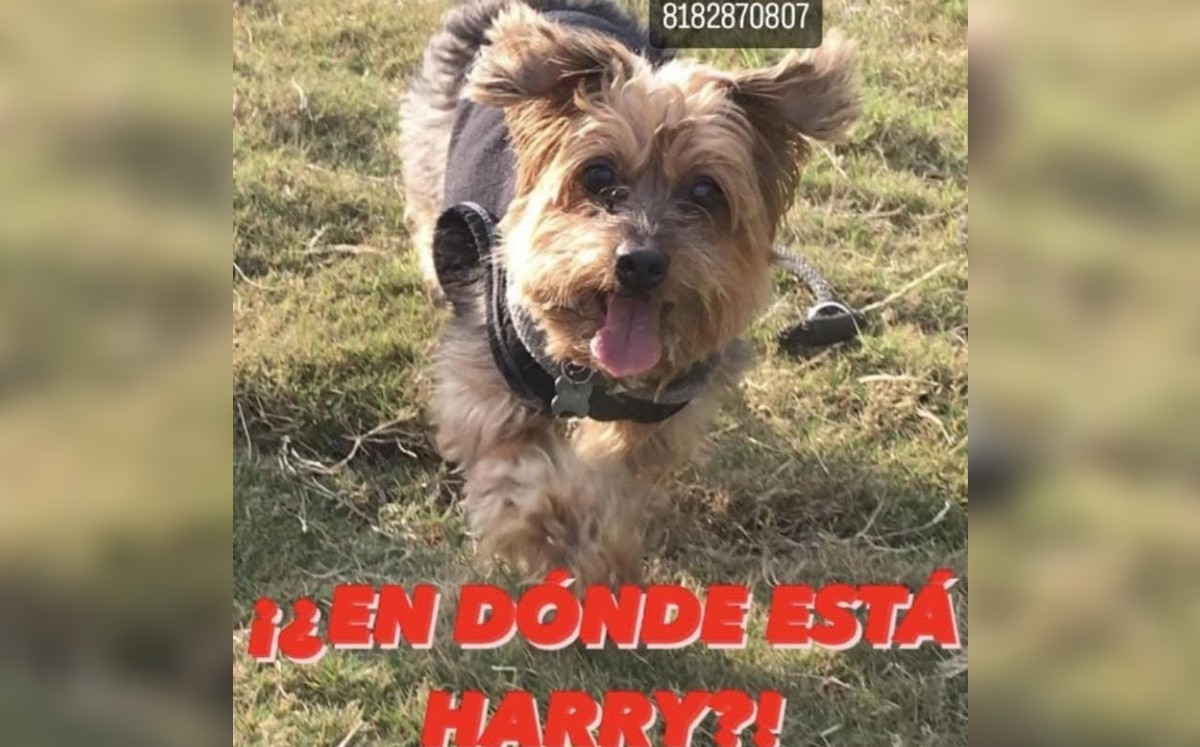 En redes  ya se ofrece una recompensa a través de carteles con el título ¿Dónde está Harry? | Especial