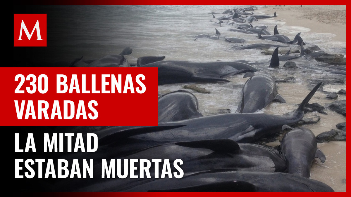 Australia. Encuentran 230 ballenas varadas; la mitad estaban muertas