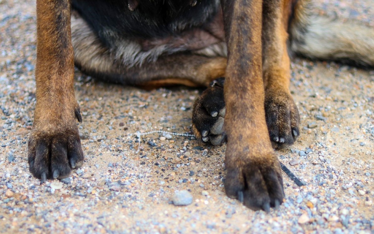 Tokio, perrita rescatista
