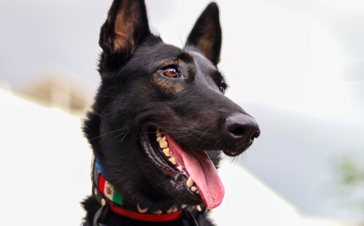 La perrita Tokio rescató a una persona que estaba atrapada en los escombros de un gimnasio. | Arnoldo Delgadillo
