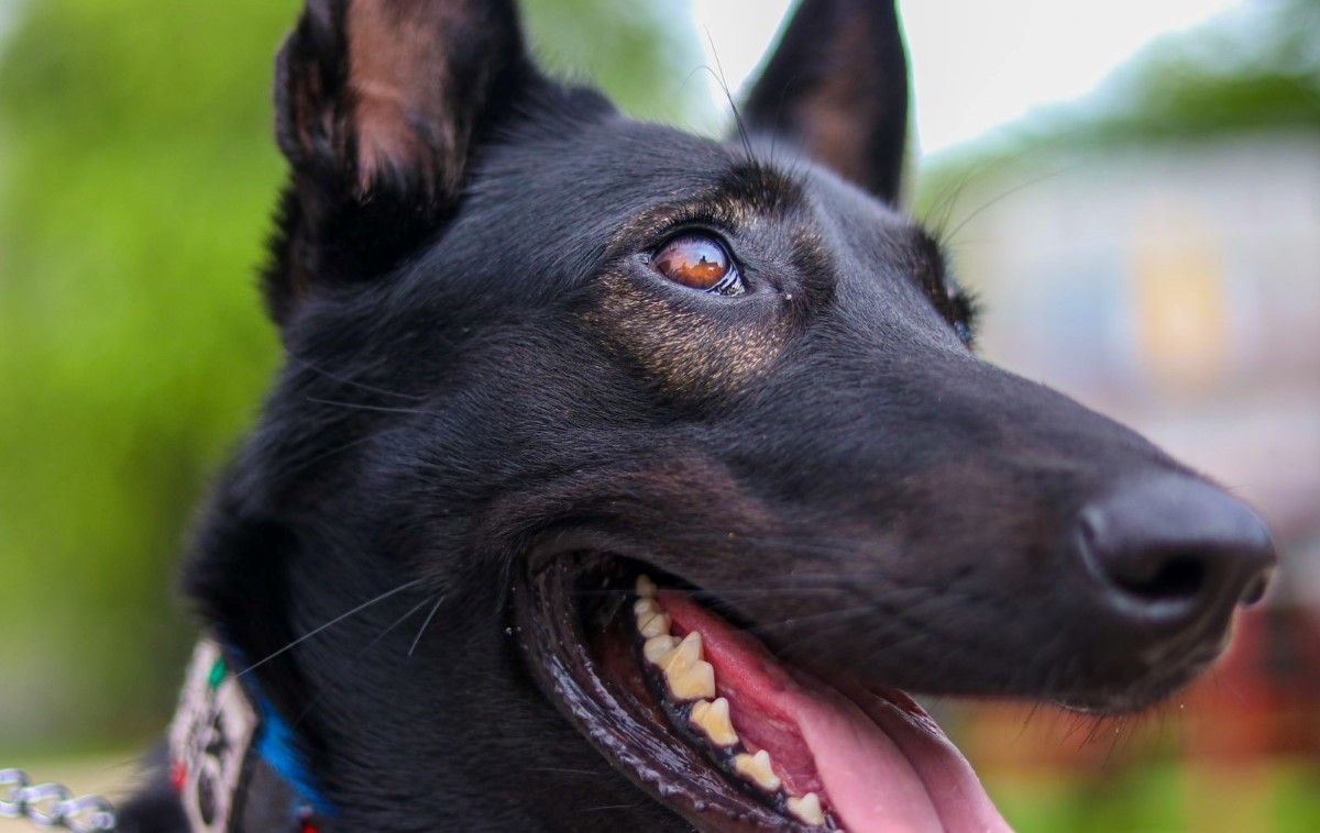 perrita rescatista