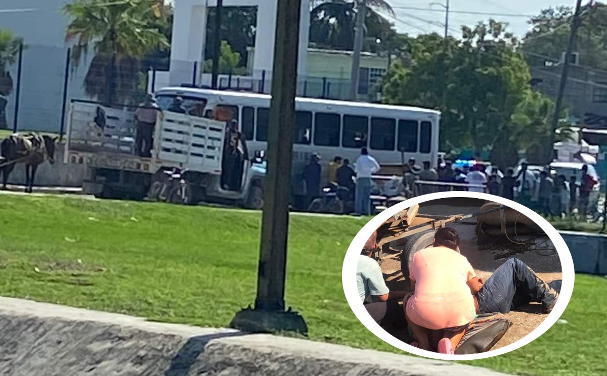 Caballo atropellado por autobús en Tampico será dado en adopción