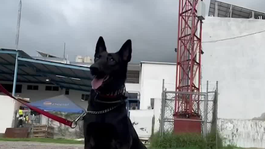 Conoce a ‘Tokio’ una heroína canina