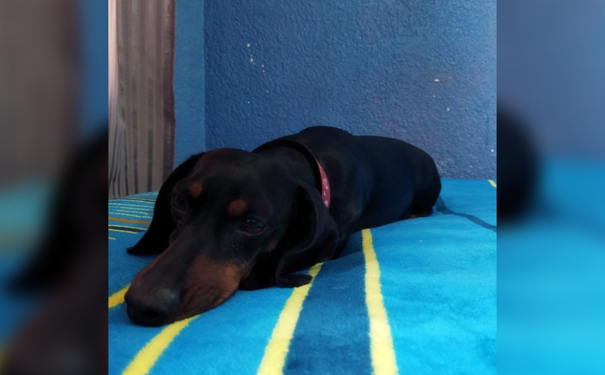 "Es mortal llevar a un perro de raza pequeña jalando de una bicicleta" .
