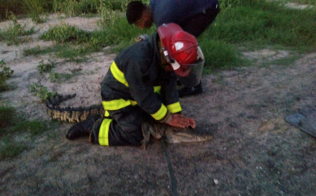 https://cdn.milenio.com/uploads/media/2022/09/25/saurio-capturado-vecinos-tenian-miedo-1.jpg