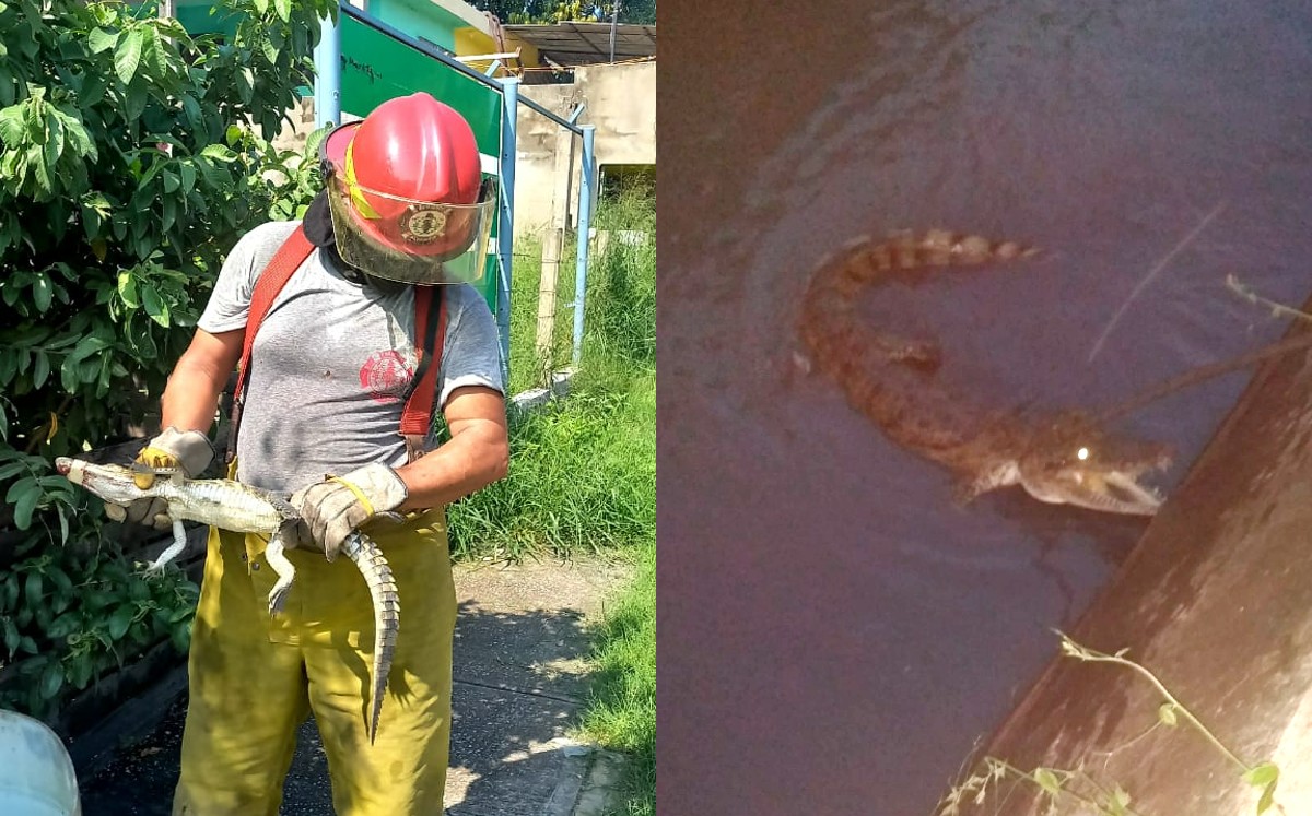 El saurio fue capturado pues vecinos tenían miedo de que atacará a los menores presentes.