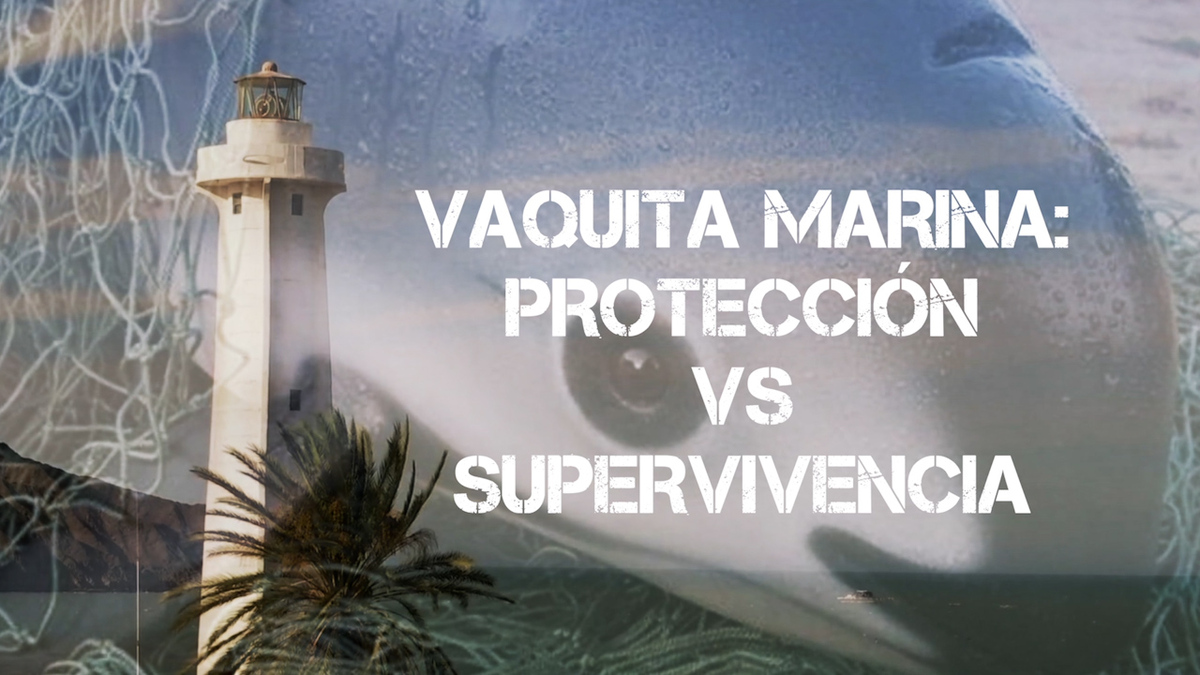 Vaquita Marina: protección vs supervivencia