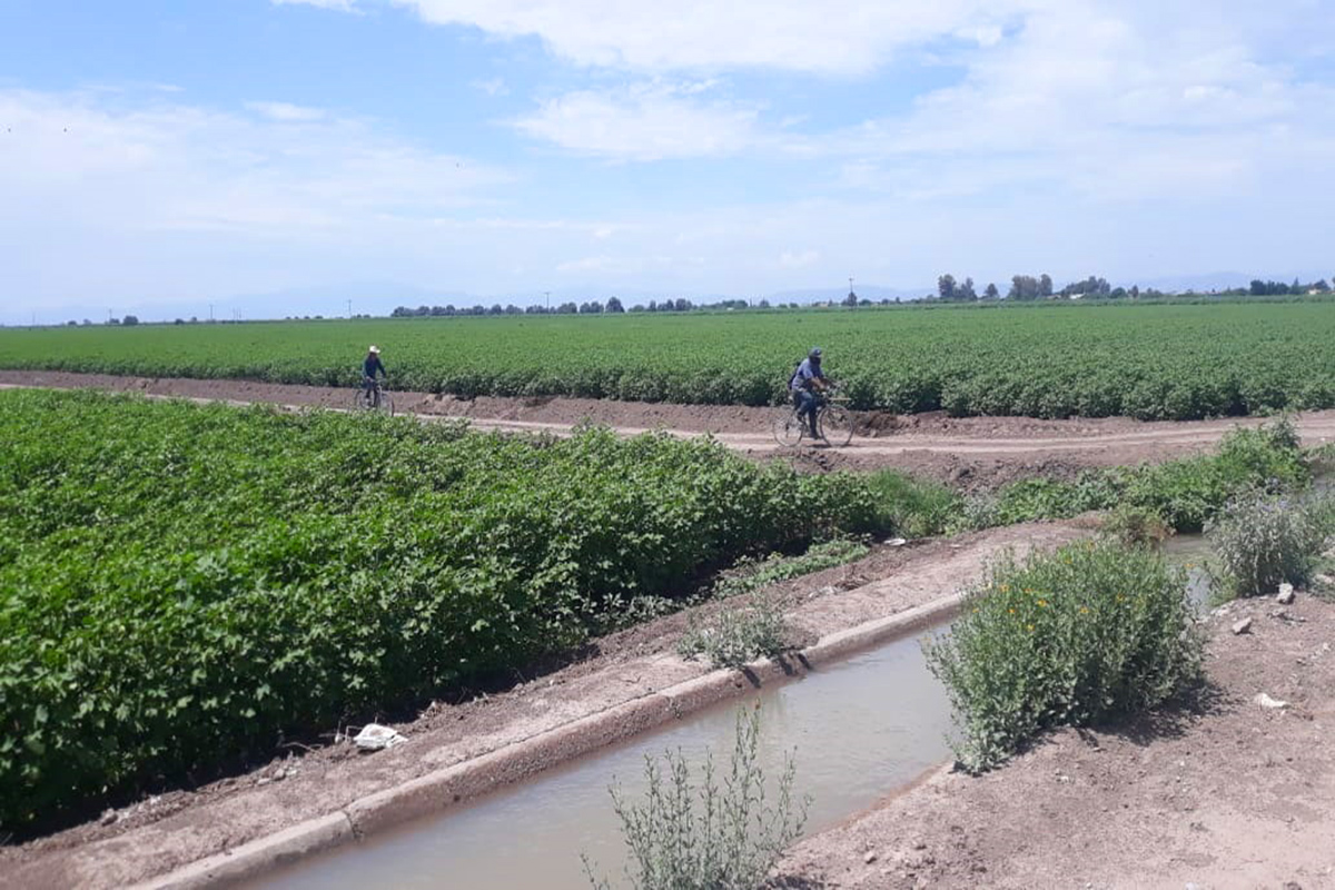 Entregan semilla de avena a agricultores para aprovechar humedad tras avenida del río Nazas. | Especial