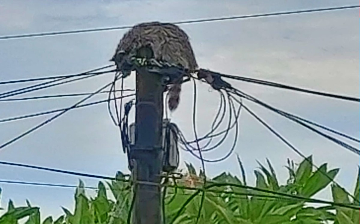 Mapache se quedó atrapado en un poste de luz en Ciudad Madero. (Judith Rocha)