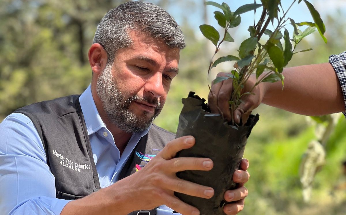 Reforestación | Especial
