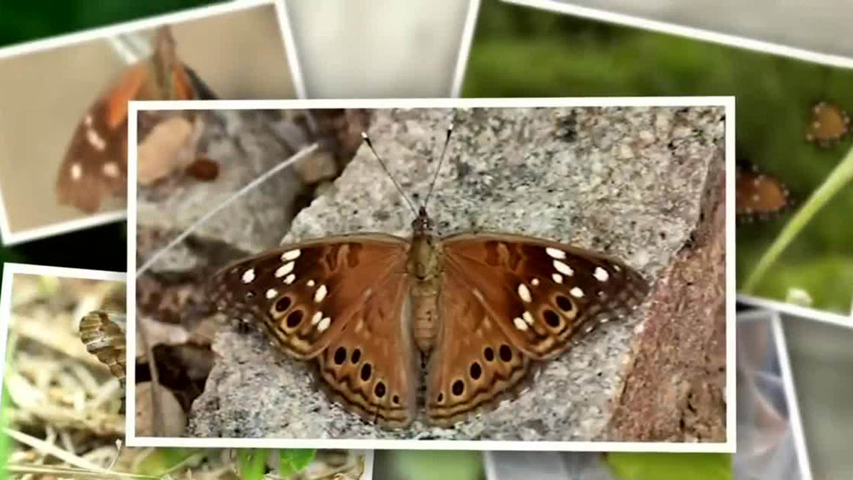Reportan migración de mariposas a México, pero no son Monarca