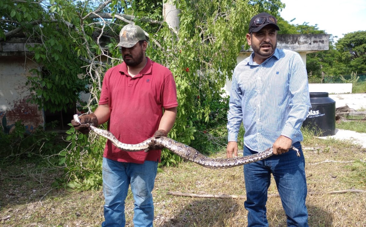 Capturan boa de casi dos metros en un kínder de Altamira