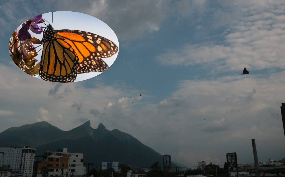 El destino final de las mariposas es Michoacán y el Estado de México. FOTOS: L. ROCHA Y ARCHIVO