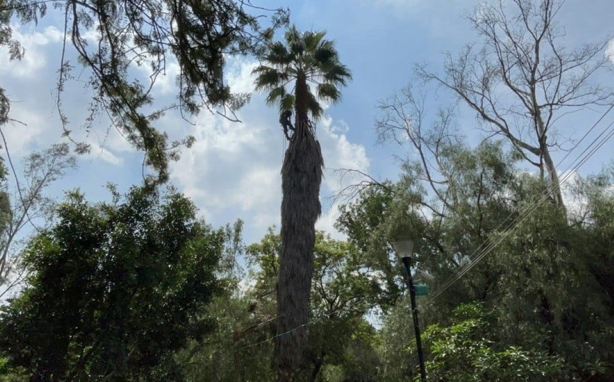 Las palmeras infectadas fueron retiradas de cuatro alcaldías. | Especial