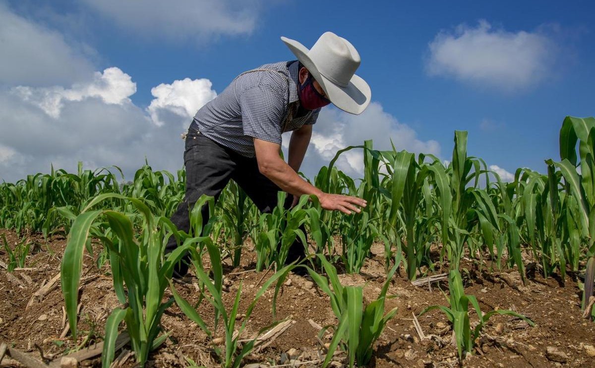 Lluvia beneficia agricultores en el norte de Veracruz