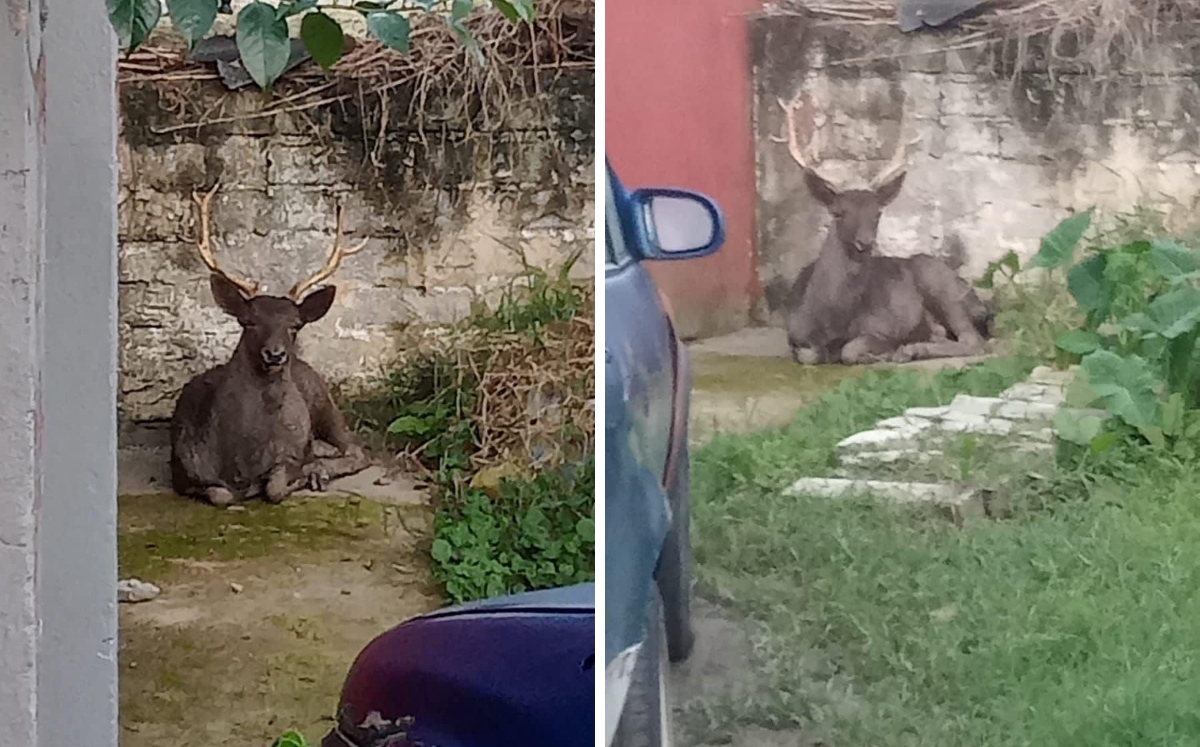 El venado fue asegurado frente a un domicilio. | Especial
