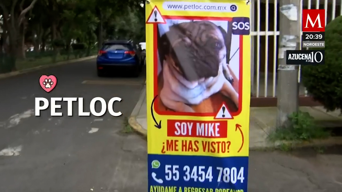 Petloc, el colectivo que busca a mascotas desaparecidas en CdMx