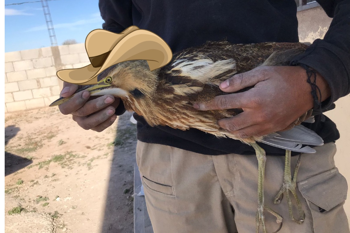 Rescatan a Avetoro Norteño en Coahuila | Notivox Digital