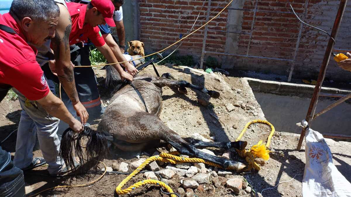 El rescate duró cerca de una hora, el caballo resultó ileso. (Cortesía)