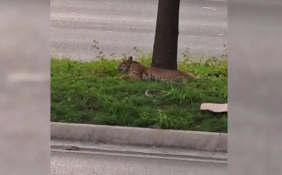 Un vecino de la zona fue quien reportó a las autoridades del hecho, señalando que la especie se encontraba lesionada. Foto: Especial